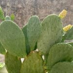 The prickly pear in Puglia